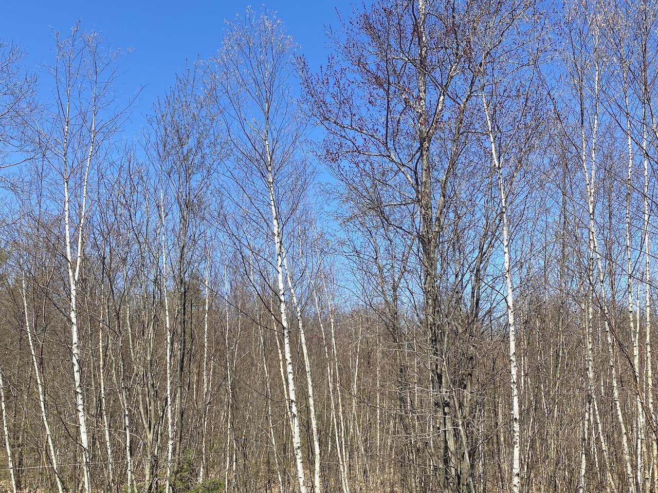 442 Athol Road Richmond, NH 03470 - Photo 30 of 35 Gallery Image 30