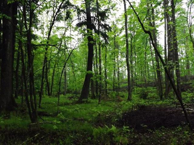 On Military Road, Unit LOT 2 Eagle River, WI 54521 - Photo 1 of 3 Gallery Image 1