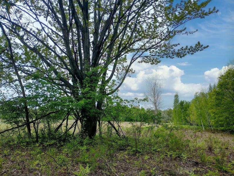 58-acres Northeast County Line Road Coleman, MI 48618 - Photo 26 of 45