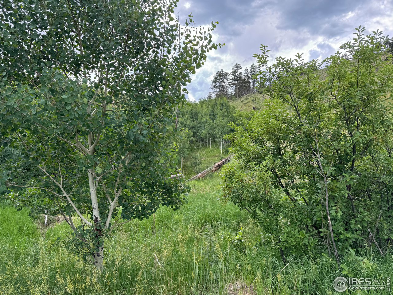 1013 Fire Rte 15 Bellvue, CO 80512 - Photo 11 of 13 a view of a lush green forest with lawn chairs and plants