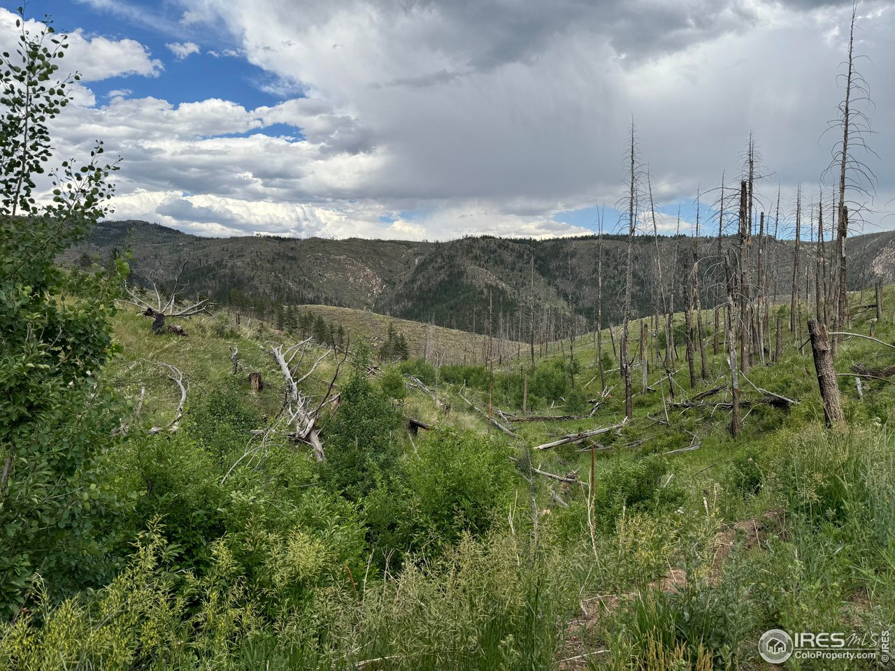 1013 Fire Rte 15 Bellvue, CO 80512 - Photo 10 of 13 a view of a lush green forest with lots of trees