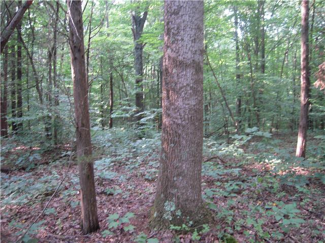 0 Williams Road Westmoreland, TN 37186 - Photo 10 of 19 Gallery Image 10