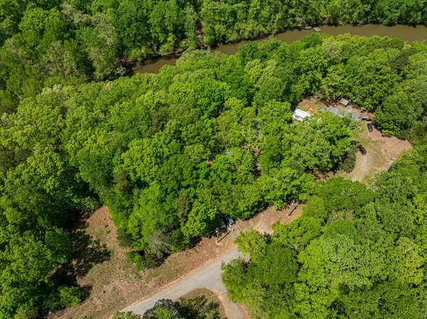 a view of a lush green forest with trees and grass