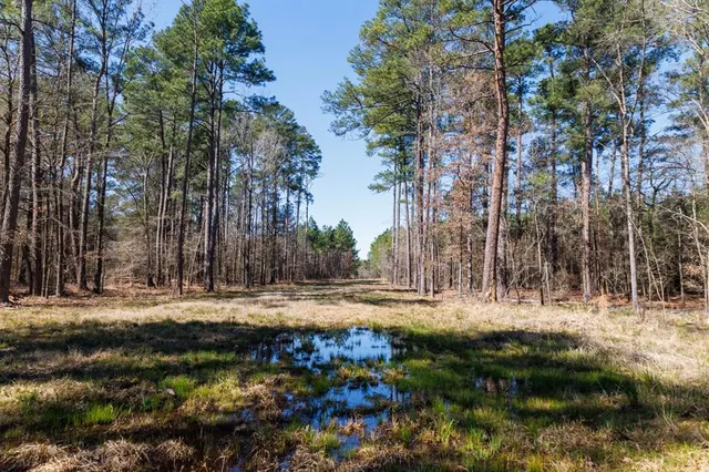 a view of a dry yard