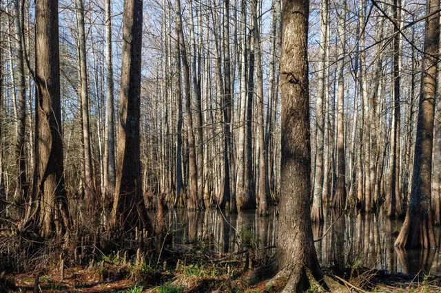 a view of lake view with tree in back