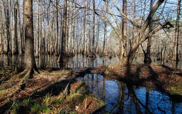 a view of outdoor space with trees