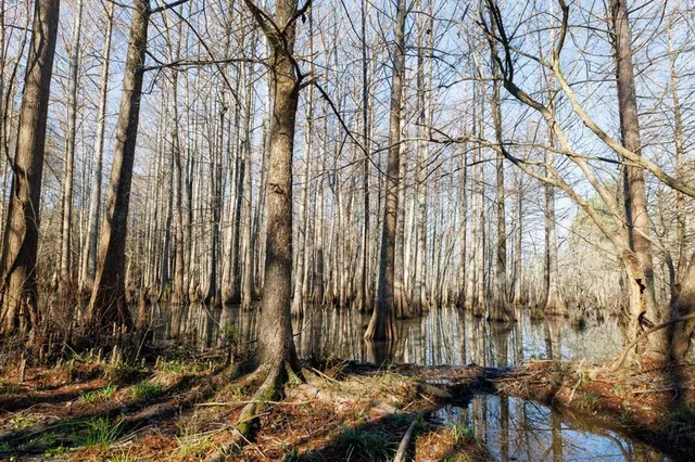a view of outdoor space with trees