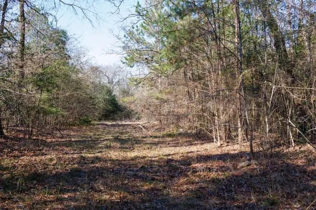 a view of a yard with large trees
