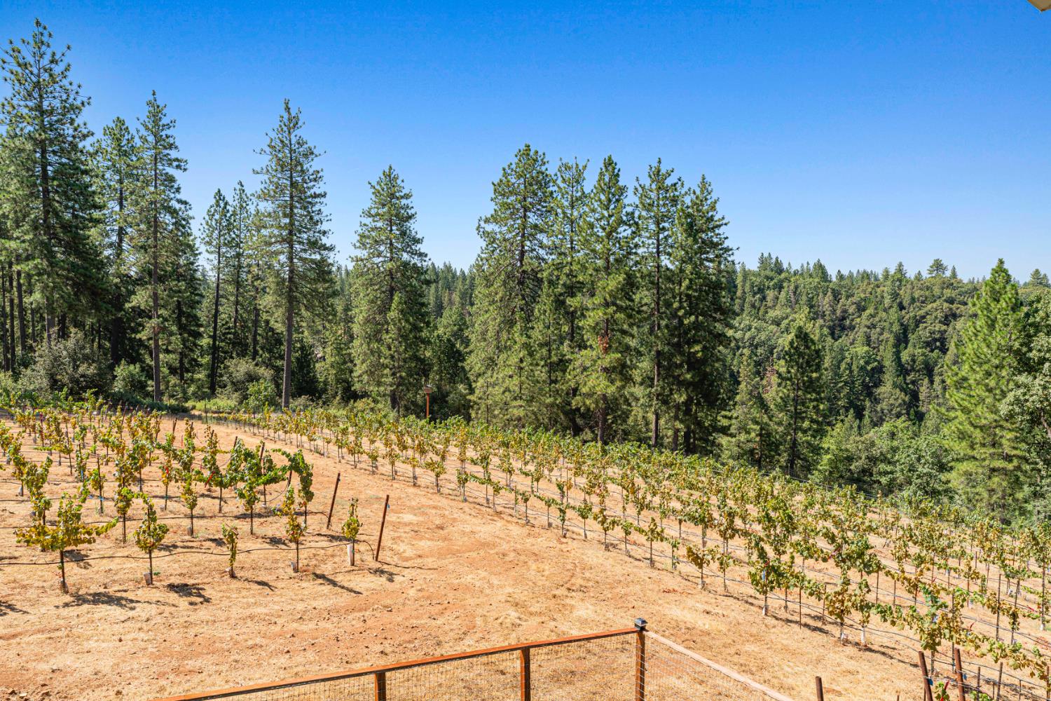 18591 Ponderosa Hills Road Volcano, CA 95689 - Photo 47 of 77