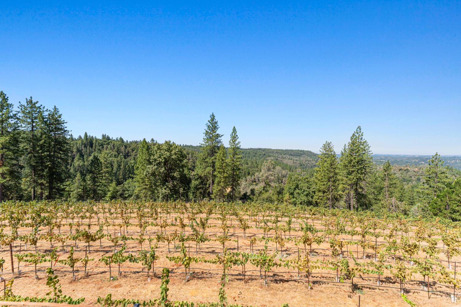 18591 Ponderosa Hills Road Volcano, CA 95689 - Photo 50 of 77