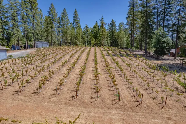 $875,000 | 18591 Ponderosa Hills Road, Volcano, CA 95689