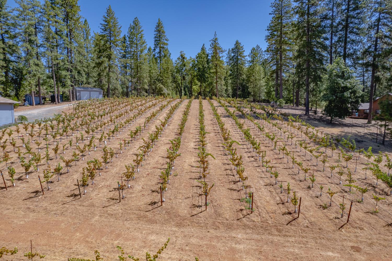 18591 Ponderosa Hills Road Volcano, CA 95689 - Photo 65 of 77