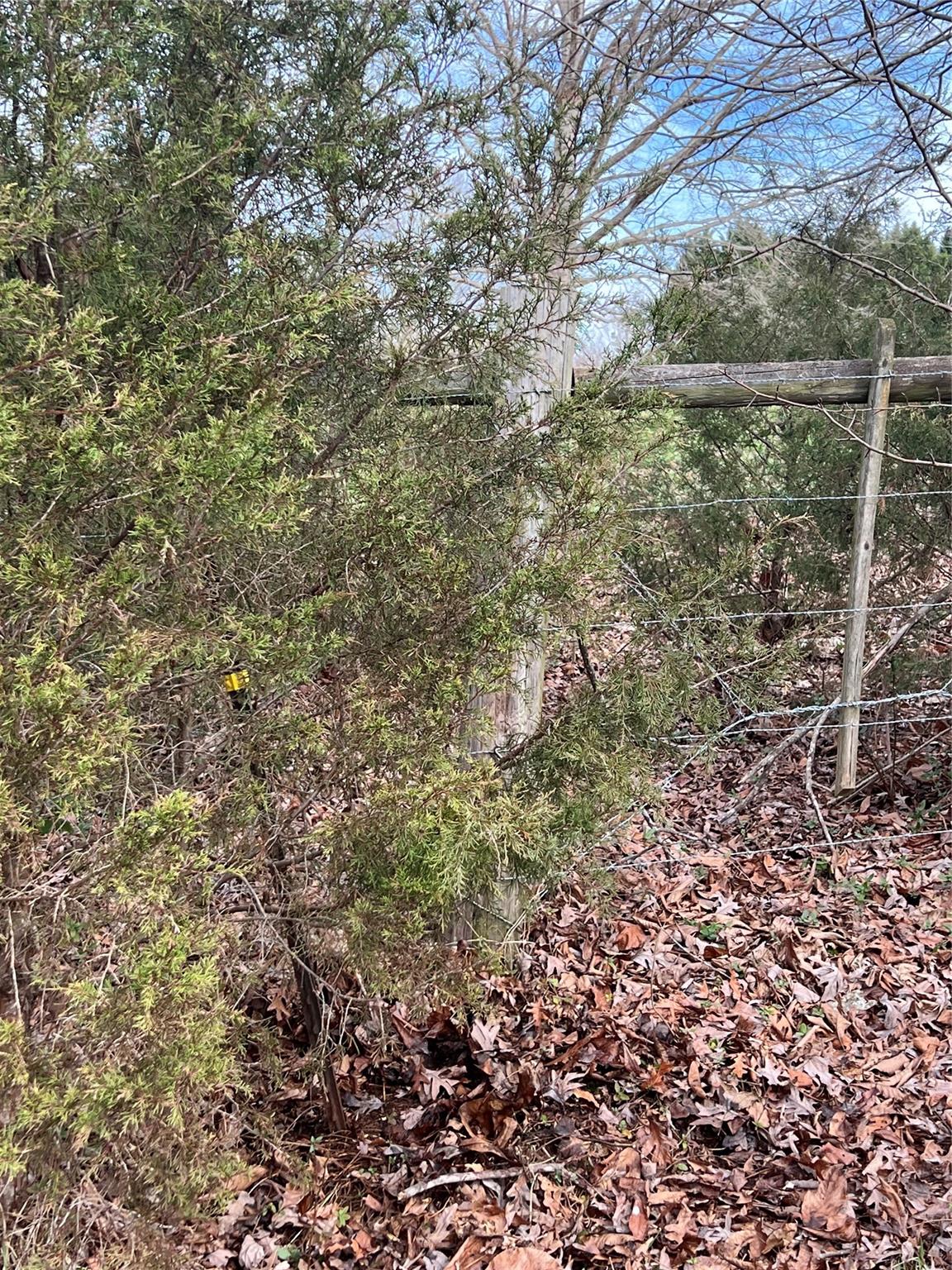 2 Ratchford Farm Road Gastonia, NC 28056 - Photo 21 of 21 a view of a forest with a tree