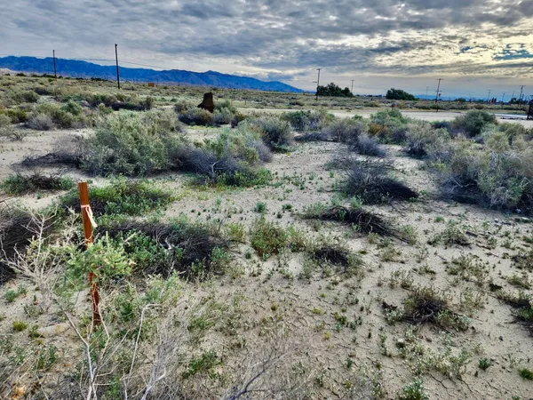 a view of a dry yard with lots of trees