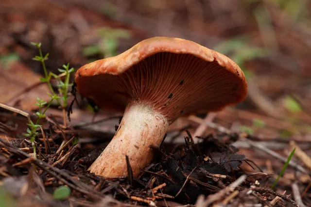 $499,000 | 15747 French Town Road, Brownsville, CA 95919