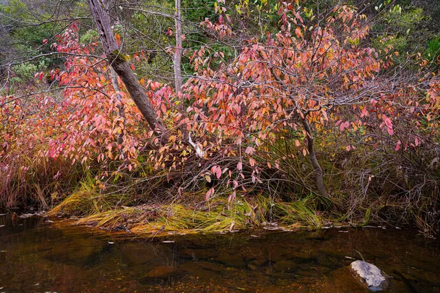 $499,000 | 15747 French Town Road, Brownsville, CA 95919