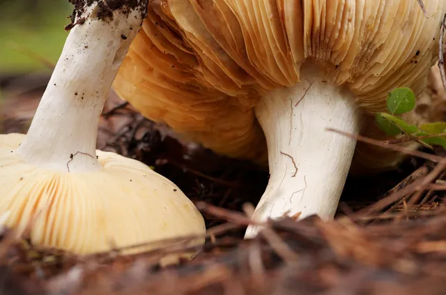 $499,000 | 15747 French Town Road, Brownsville, CA 95919