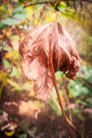 $499,000 | 15747 French Town Road, Brownsville, CA 95919