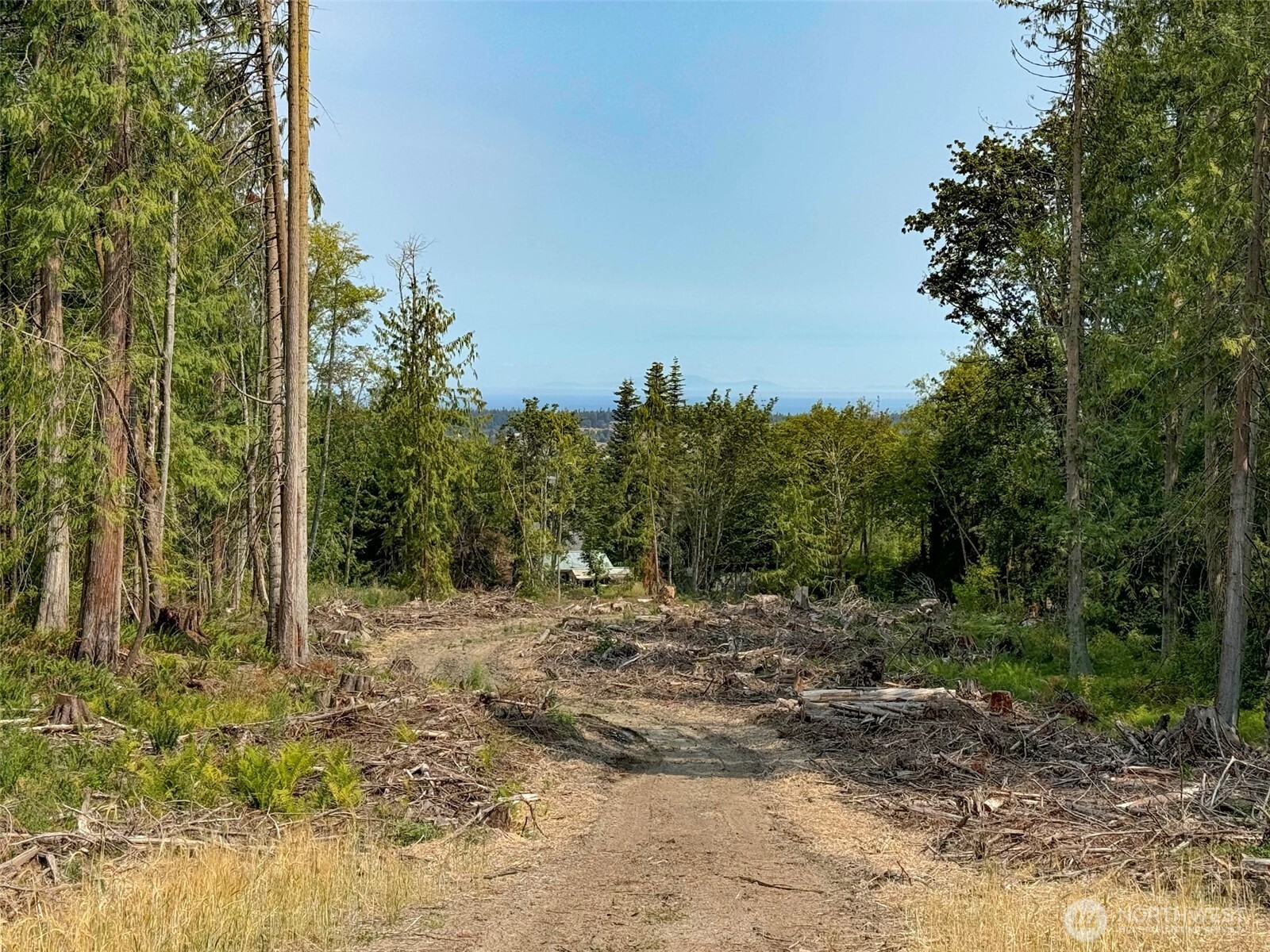 319 Reservoir Road Sequim, WA 98382 - Photo 20 of 38 a view of a forest filled with trees