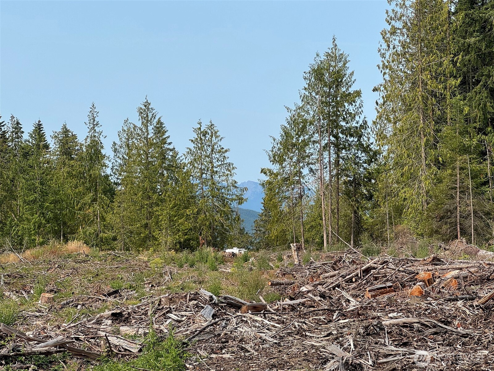 319 Reservoir Road Sequim, WA 98382 - Photo 31 of 38 a view of a forest with trees in the background