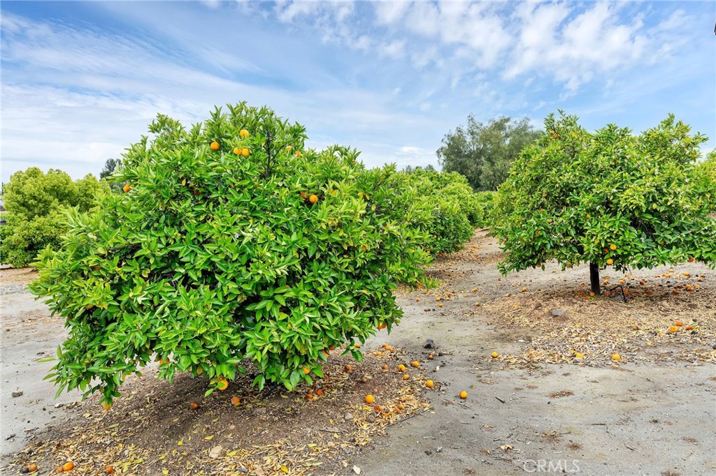 24800 Cornstalk Road Wildomar, CA 92595 - Photo 19 of 19 a backyard of a house with lots of green space