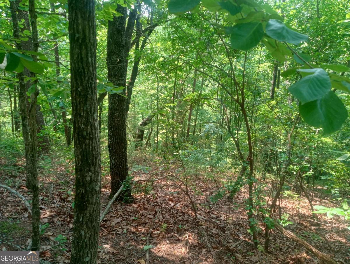 1227 Hilton Drive, Unit 1227 Ranger, GA 30734 - Photo 13 of 18 a view of a forest with trees