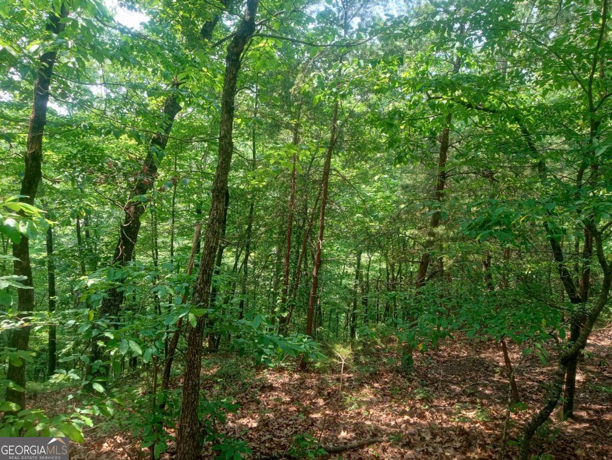 1227 Hilton Drive, Unit 1227 Ranger, GA 30734 - Photo 15 of 18 a view of a forest with lots of trees