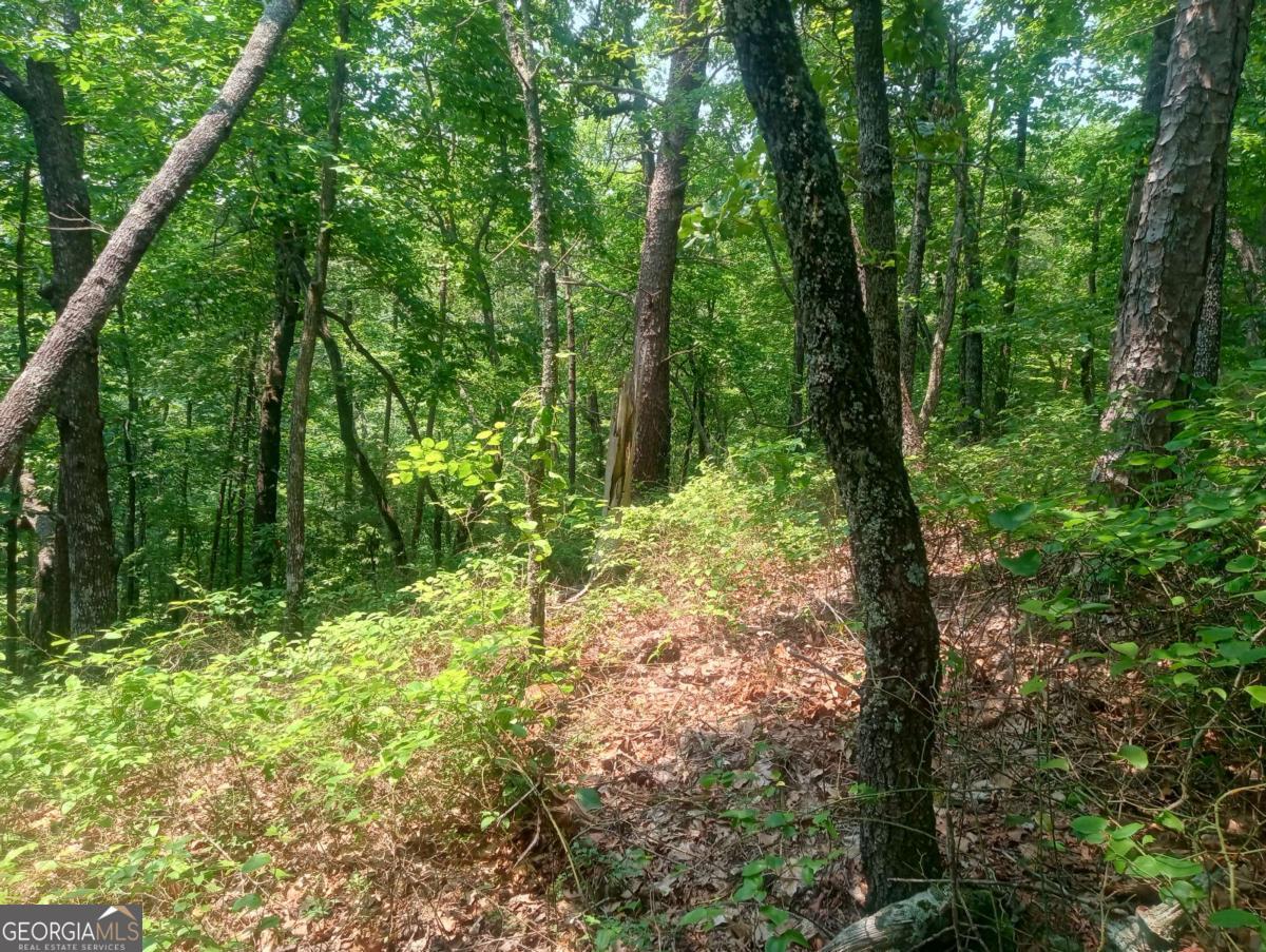1227 Hilton Drive, Unit 1227 Ranger, GA 30734 - Photo 2 of 18 a view of a forest with trees