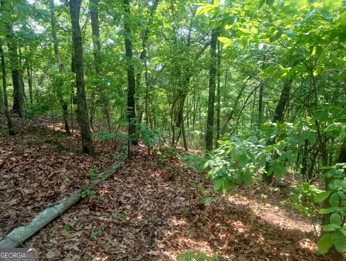 1227 Hilton Drive, Unit 1227 Ranger, GA 30734 - Photo 7 of 18 a view of a forest with trees in the background