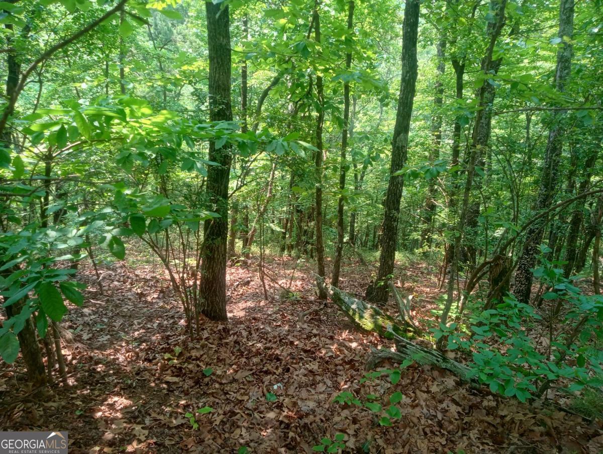 1227 Hilton Drive, Unit 1227 Ranger, GA 30734 - Photo 8 of 18 a view of a forest that has large trees