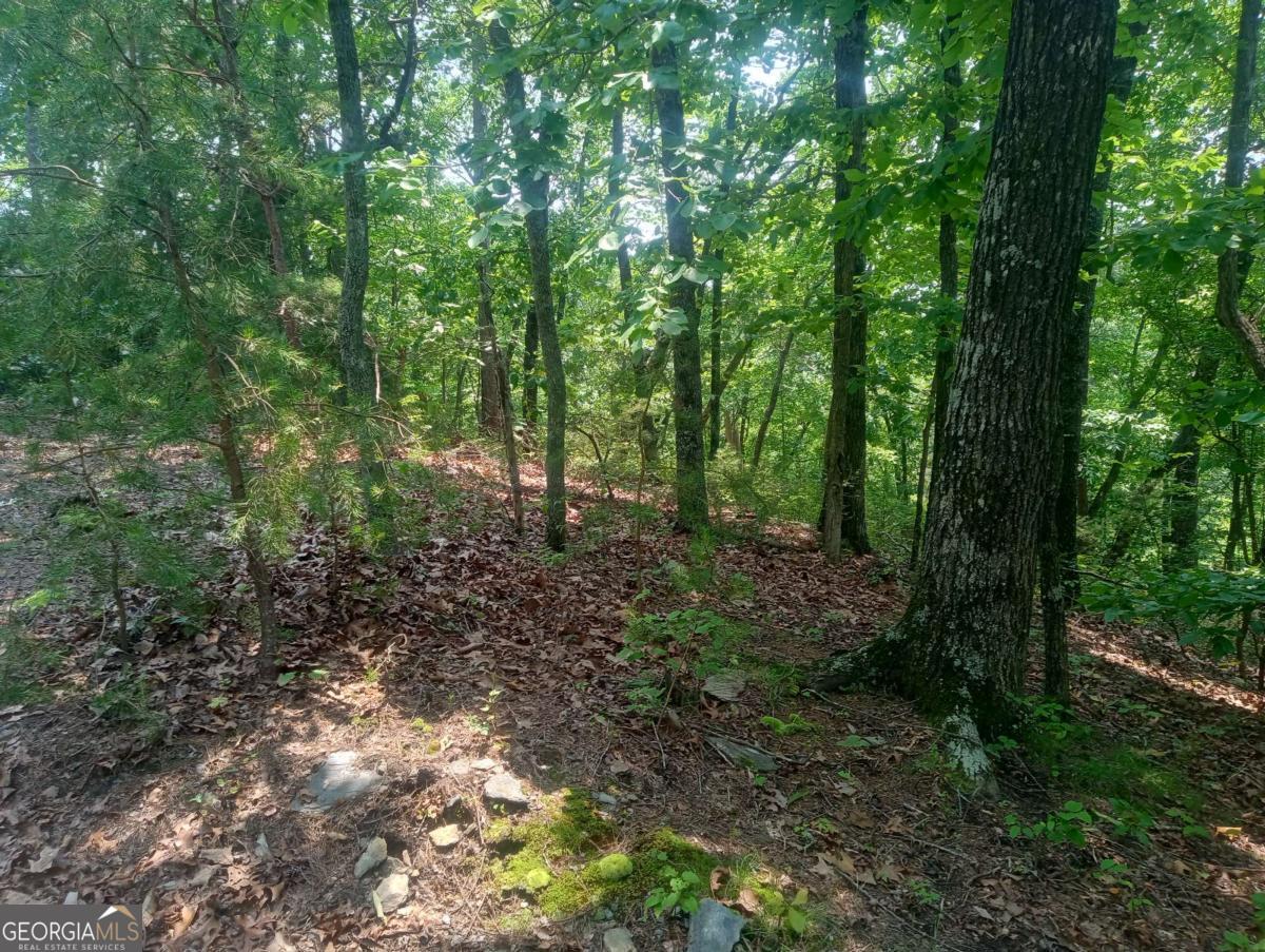 1227 Hilton Drive, Unit 1227 Ranger, GA 30734 - Photo 10 of 18 a view of a forest with trees in the background
