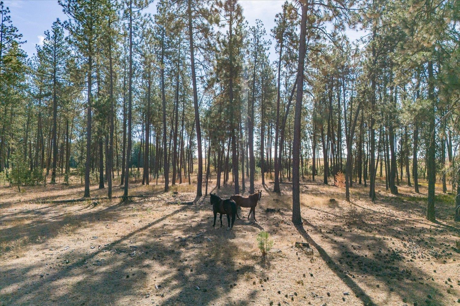 102 East Cameron Road Spangle, WA 99031 - Photo 10 of 39