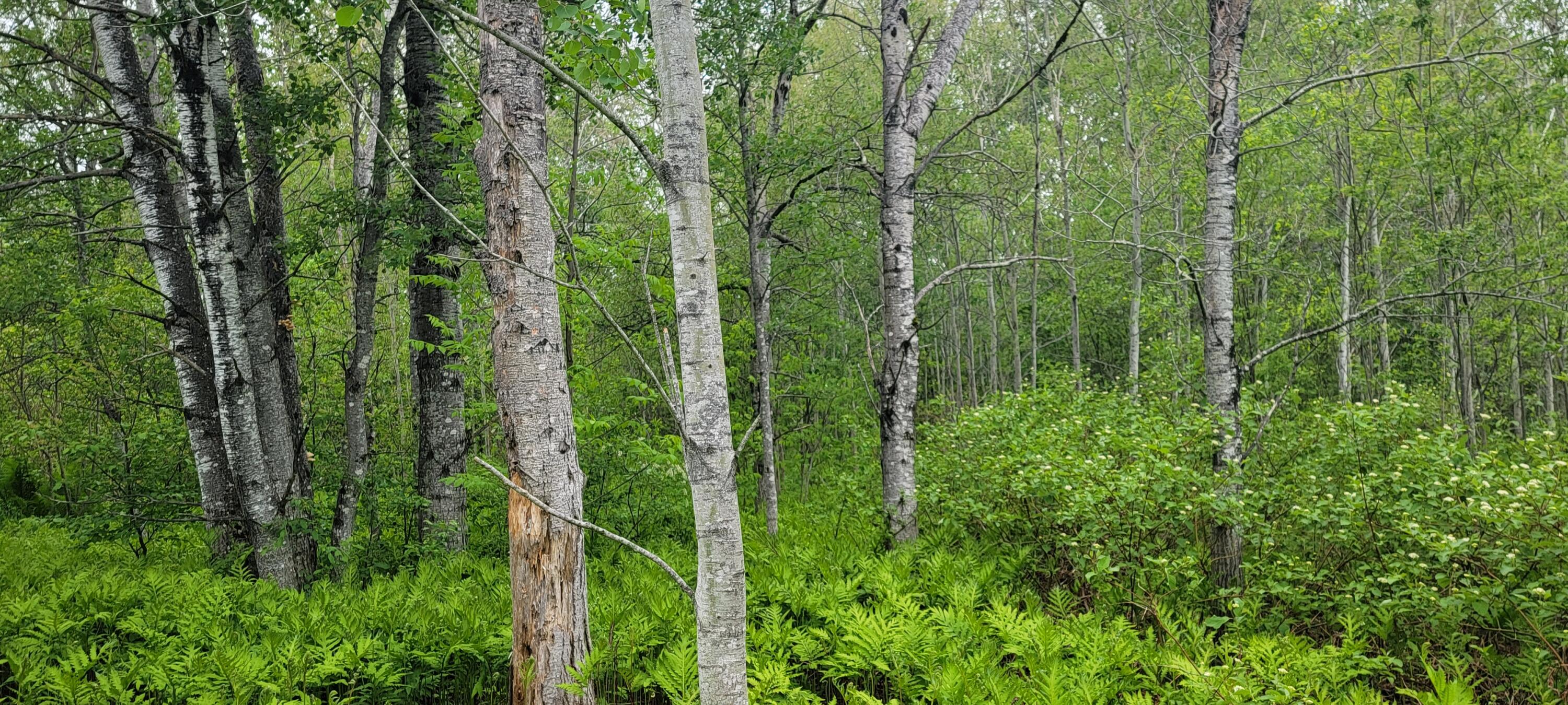 1 Rte Van Buren Me 04785 Route Van Buren, ME 04785 - Photo 16 of 27 Mature trees1/2 L