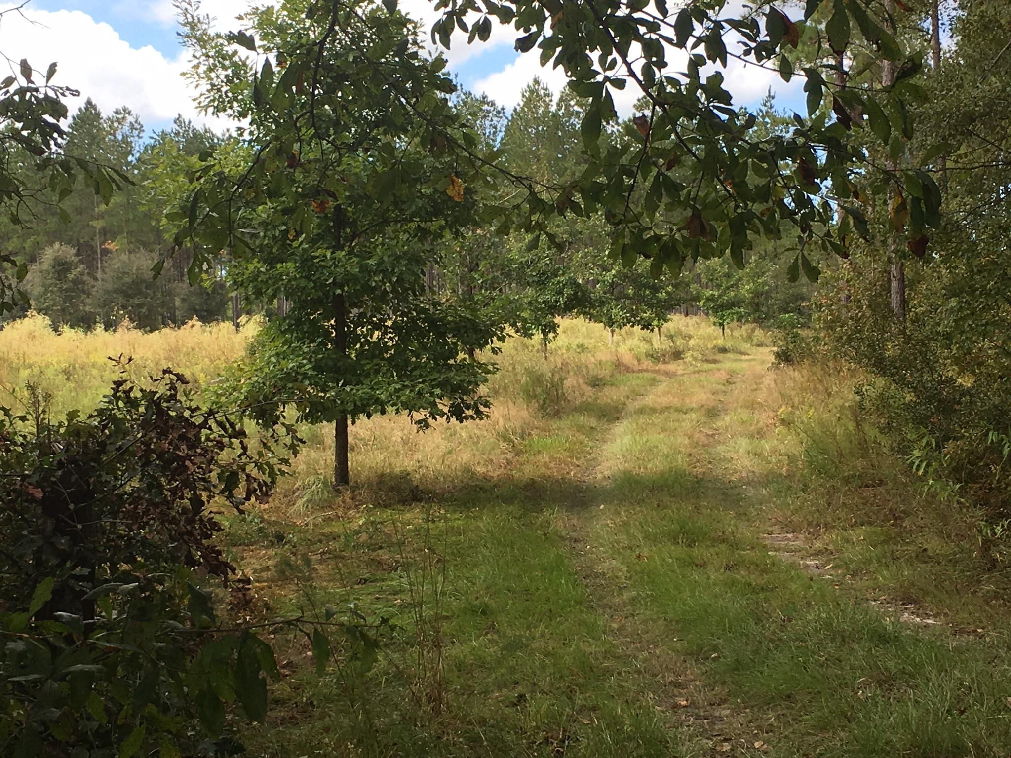 0 Zion Fair Road Varnville, SC 29944 - Photo 2 of 17 CA5B32BF-C9AA-47EB-A2BF-D6DC33DAD1E8