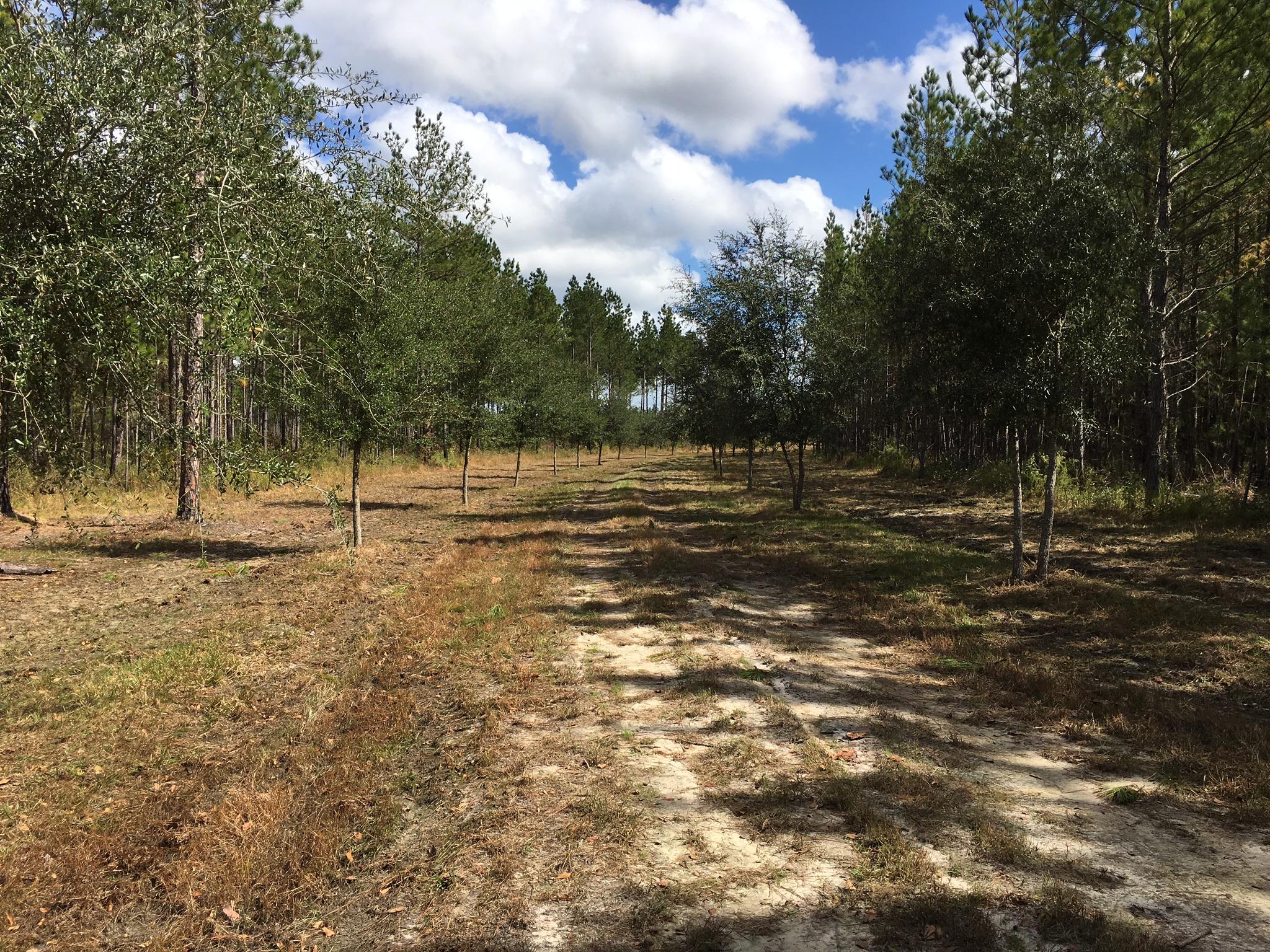 0 Zion Fair Road Varnville, SC 29944 - Photo 14 of 17 9D59993F-504B-4732-92F1-F4F43E5FBDDA