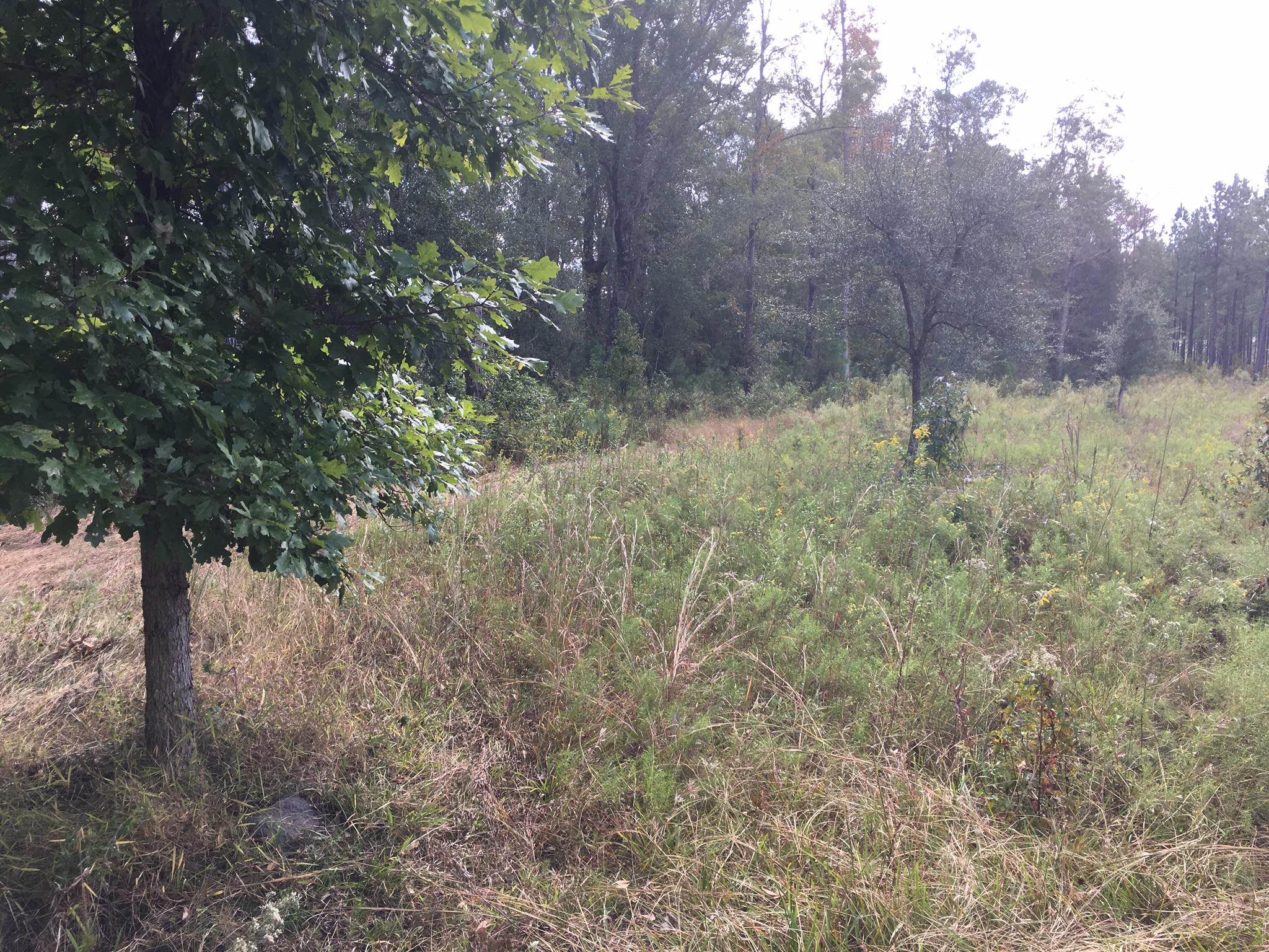 0 Zion Fair Road Varnville, SC 29944 - Photo 15 of 17 615073CE-1074-4711-9957-4C3FDD1A151E