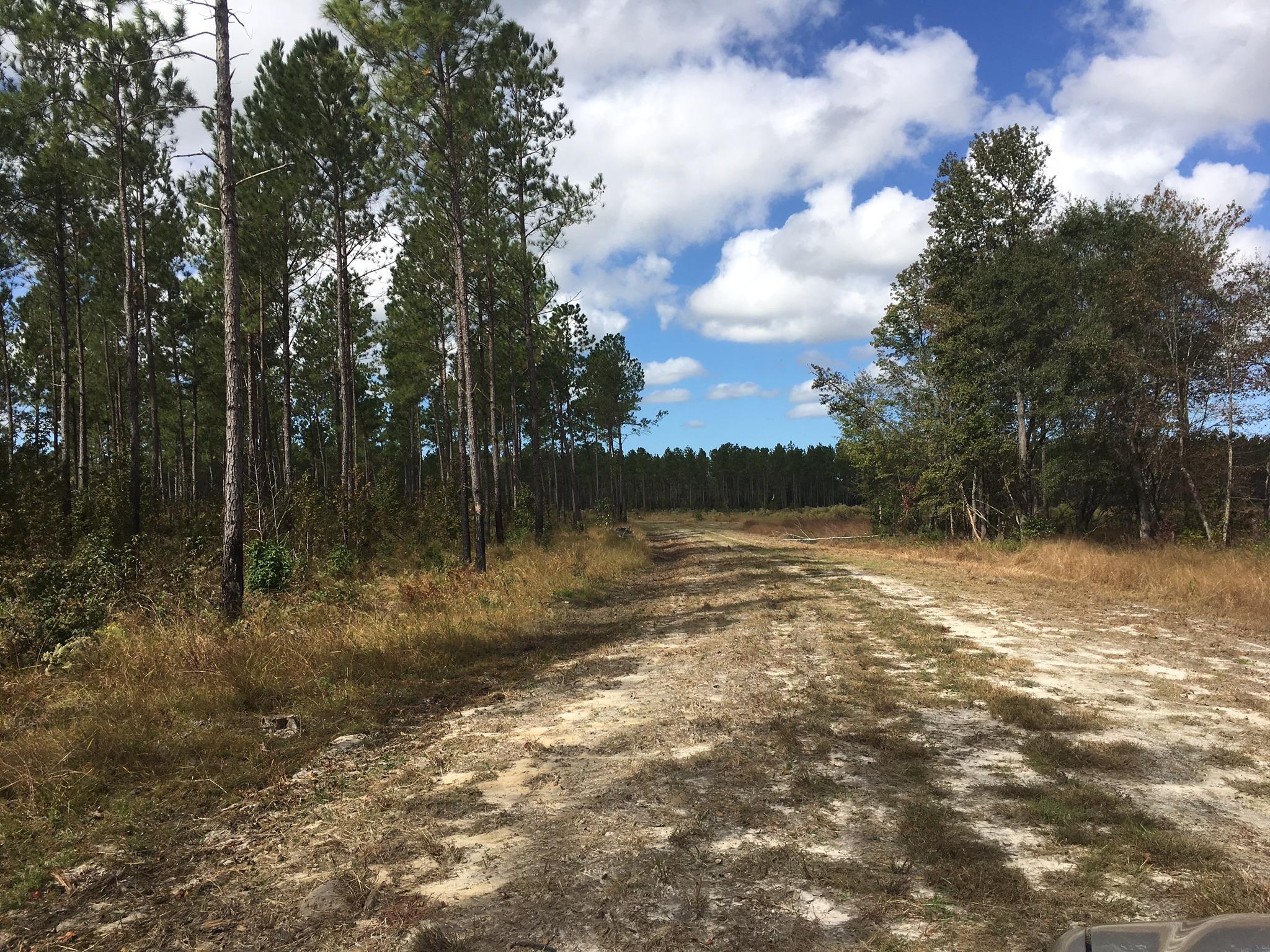 0 Zion Fair Road Varnville, SC 29944 - Photo 16 of 17 395273DF-E0AD-41CA-9452-F7C4A09FF301
