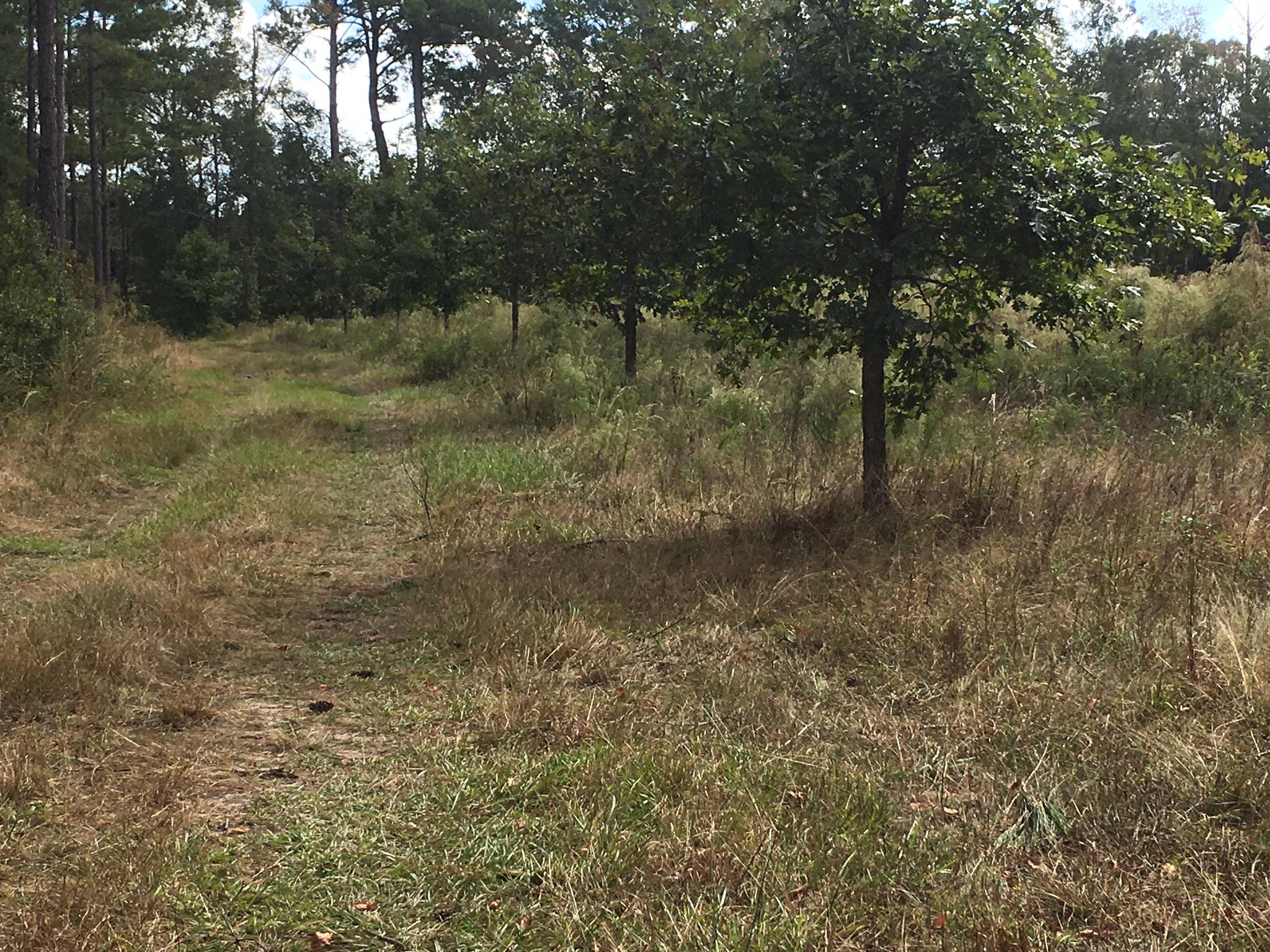 0 Zion Fair Road Varnville, SC 29944 - Photo 3 of 17 115402F3-F1E4-45A8-B730-4BF4492CA767