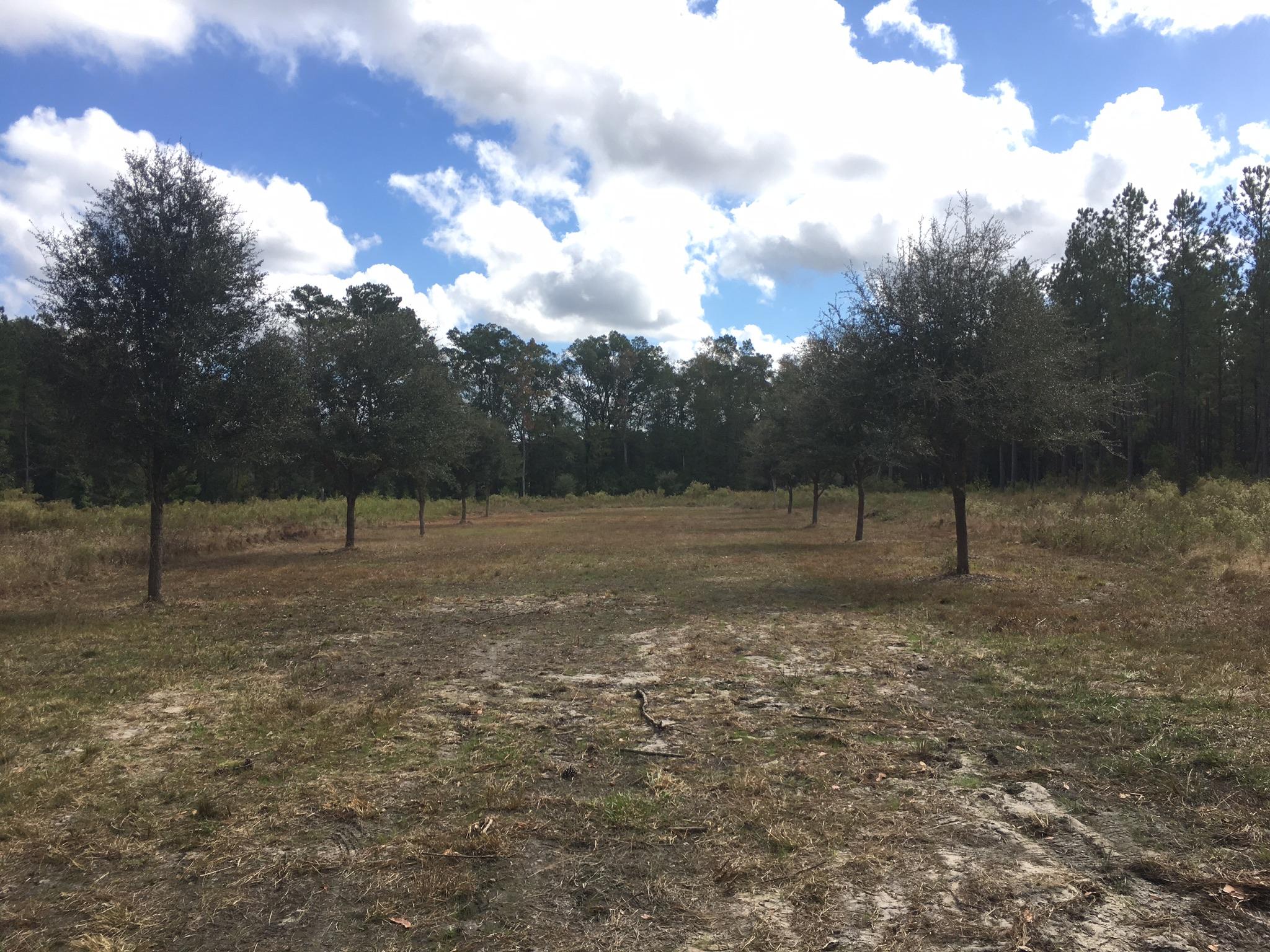 0 Zion Fair Road Varnville, SC 29944 - Photo 5 of 17 976A8A87-849E-4EB9-BCE0-F4790FC56B7E