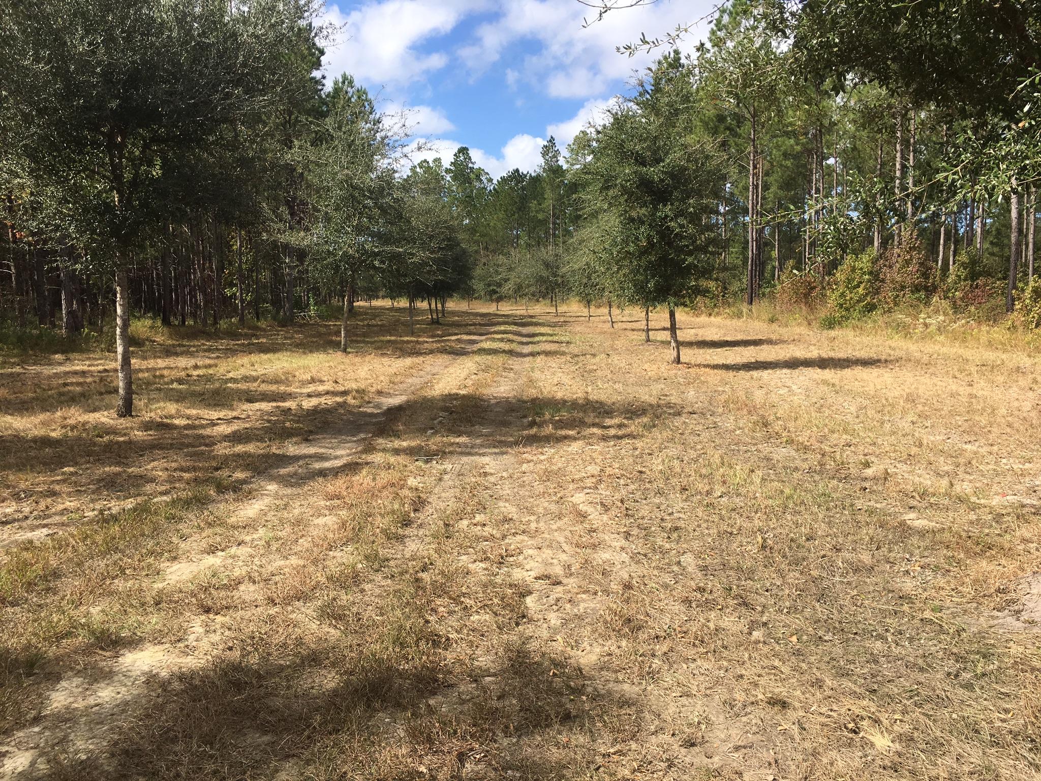 0 Zion Fair Road Varnville, SC 29944 - Photo 7 of 17 E20F5558-B402-4658-B06C-CD886184191D