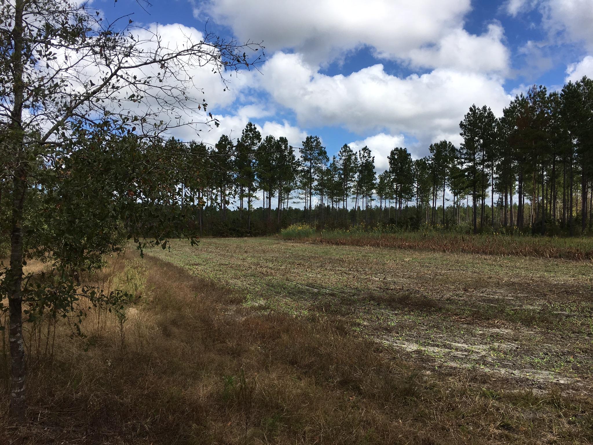 0 Zion Fair Road Varnville, SC 29944 - Photo 8 of 17 42EA0D27-98BC-47EE-A05E-7C661E7E9582