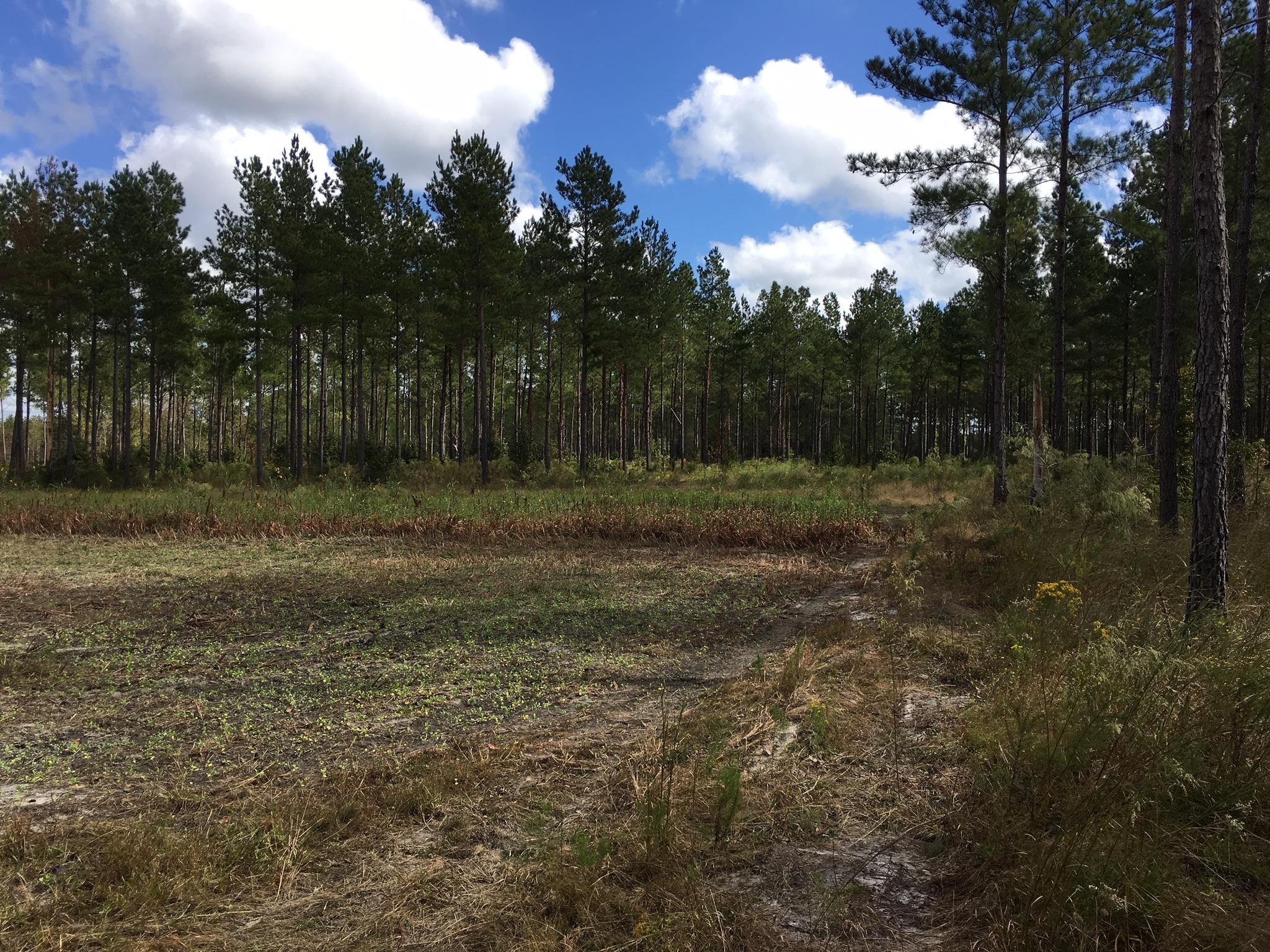 0 Zion Fair Road Varnville, SC 29944 - Photo 9 of 17 7793B410-6578-4EB2-A275-9752EA3D6A82