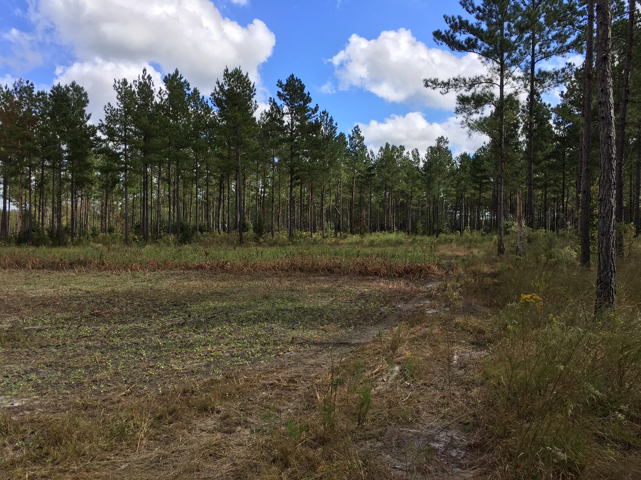 0 Zion Fair Road Varnville, SC 29944 - Photo 10 of 17 5746BE13-1ECB-4CFB-84B2-25161AA2E768