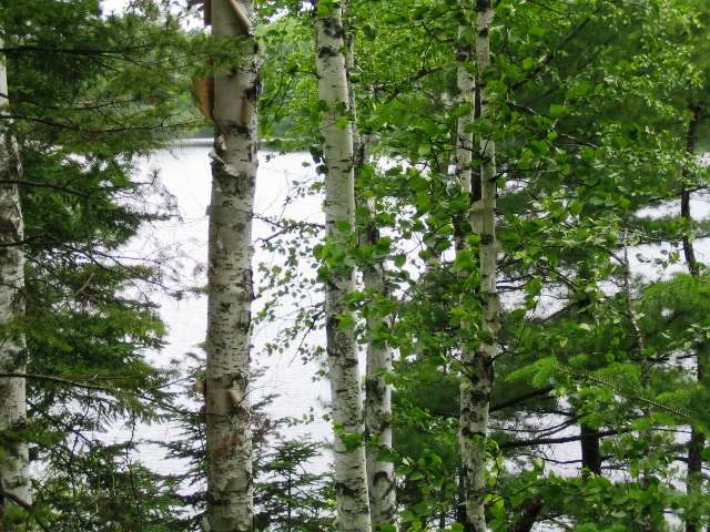 On Roebels Park Road Mercer, WI 54547 - Photo 19 of 20 Gallery Image 19