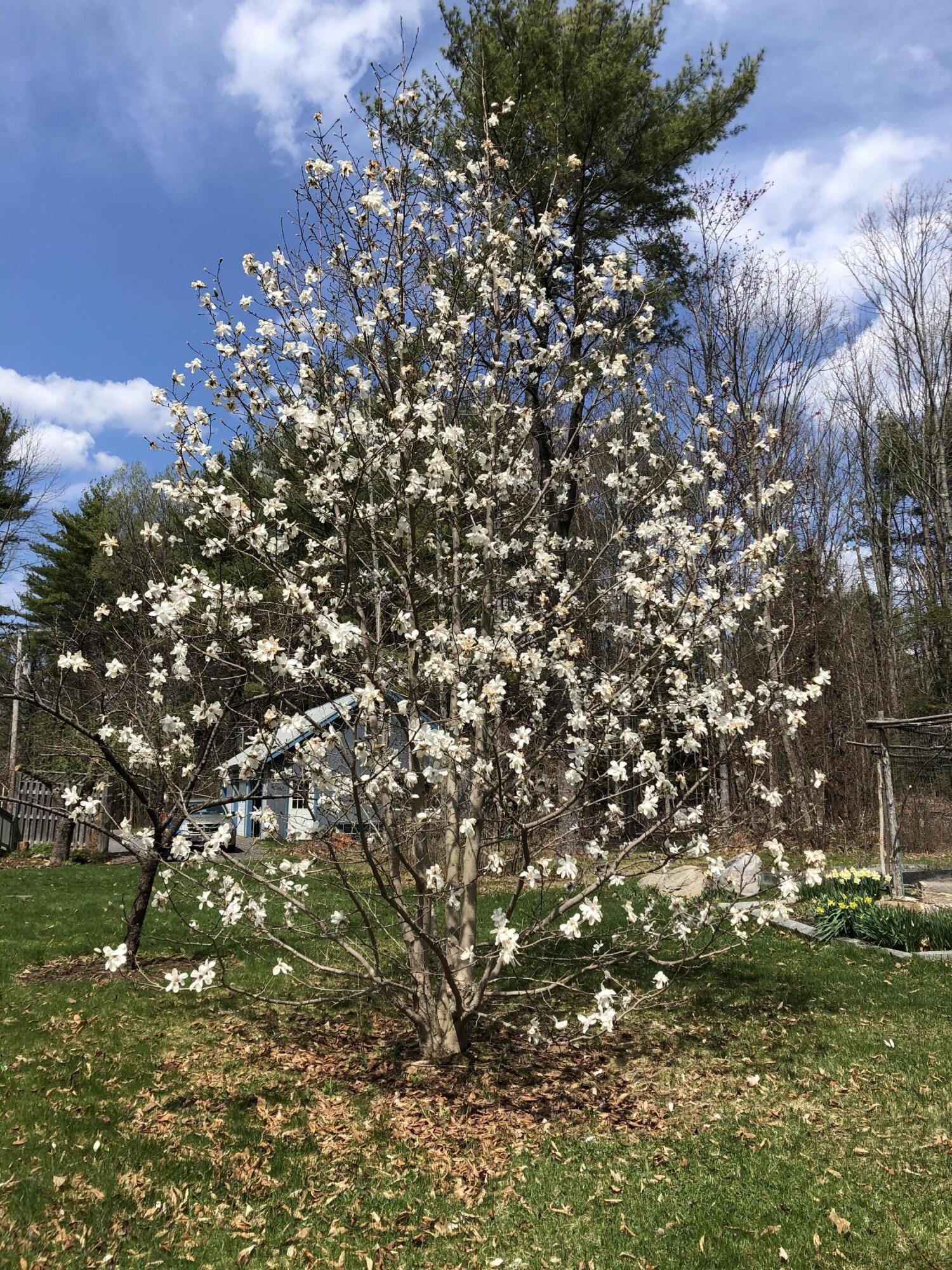 32 Desert Pond Road Mount Vernon, ME 04352 - Photo 43 of 58 Magnolia