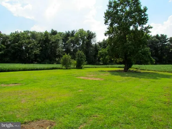 a view of a park with large trees