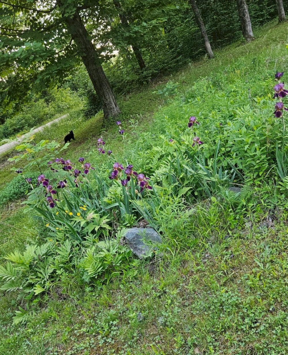121 Ella Gerald Road Canaan, ME 04924 - Photo 36 of 38 Screenshot_20250113_201044_Gallery