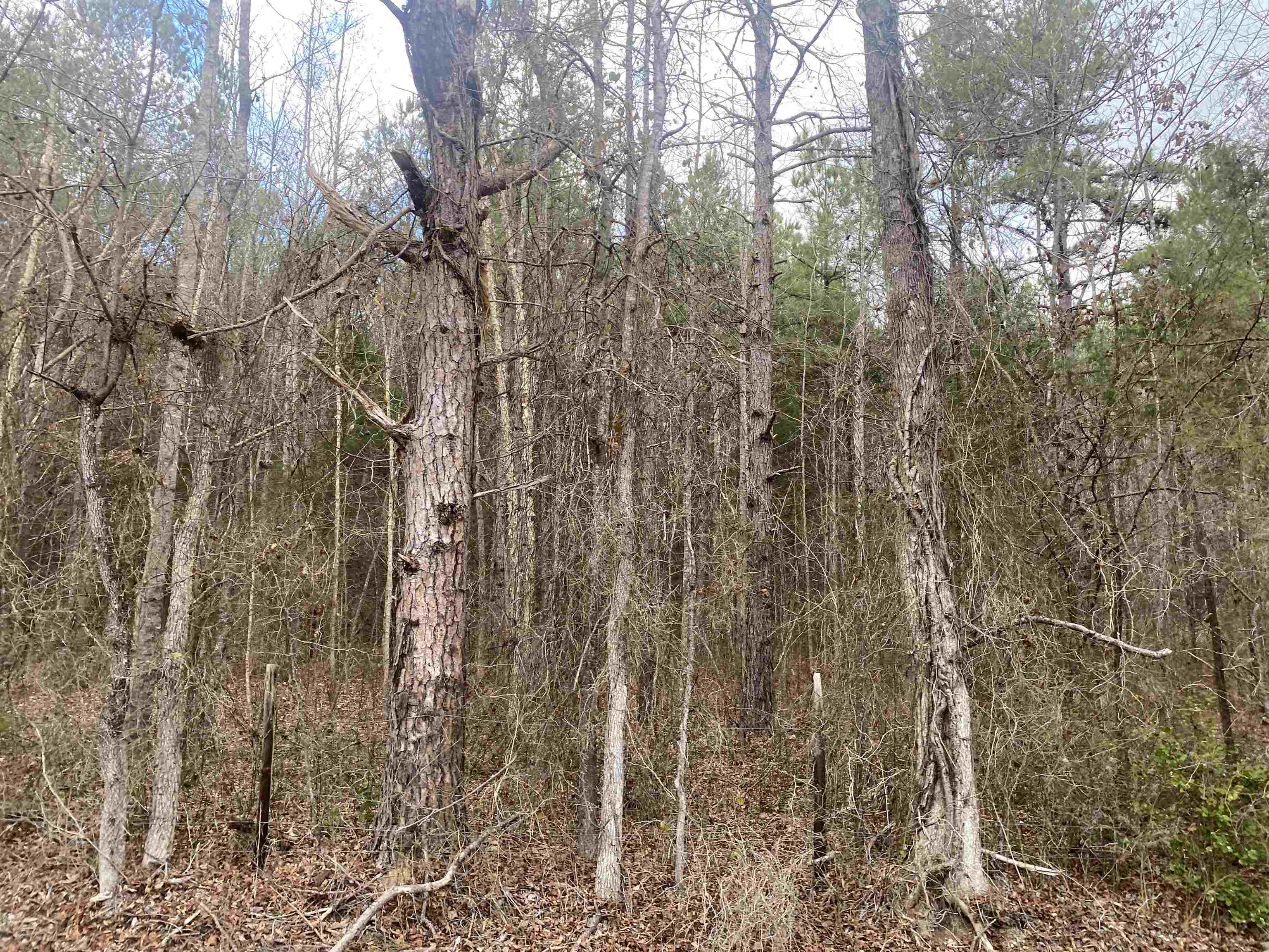 9 Rose Creek Road Selmer, TN 38375 - Photo 6 of 8