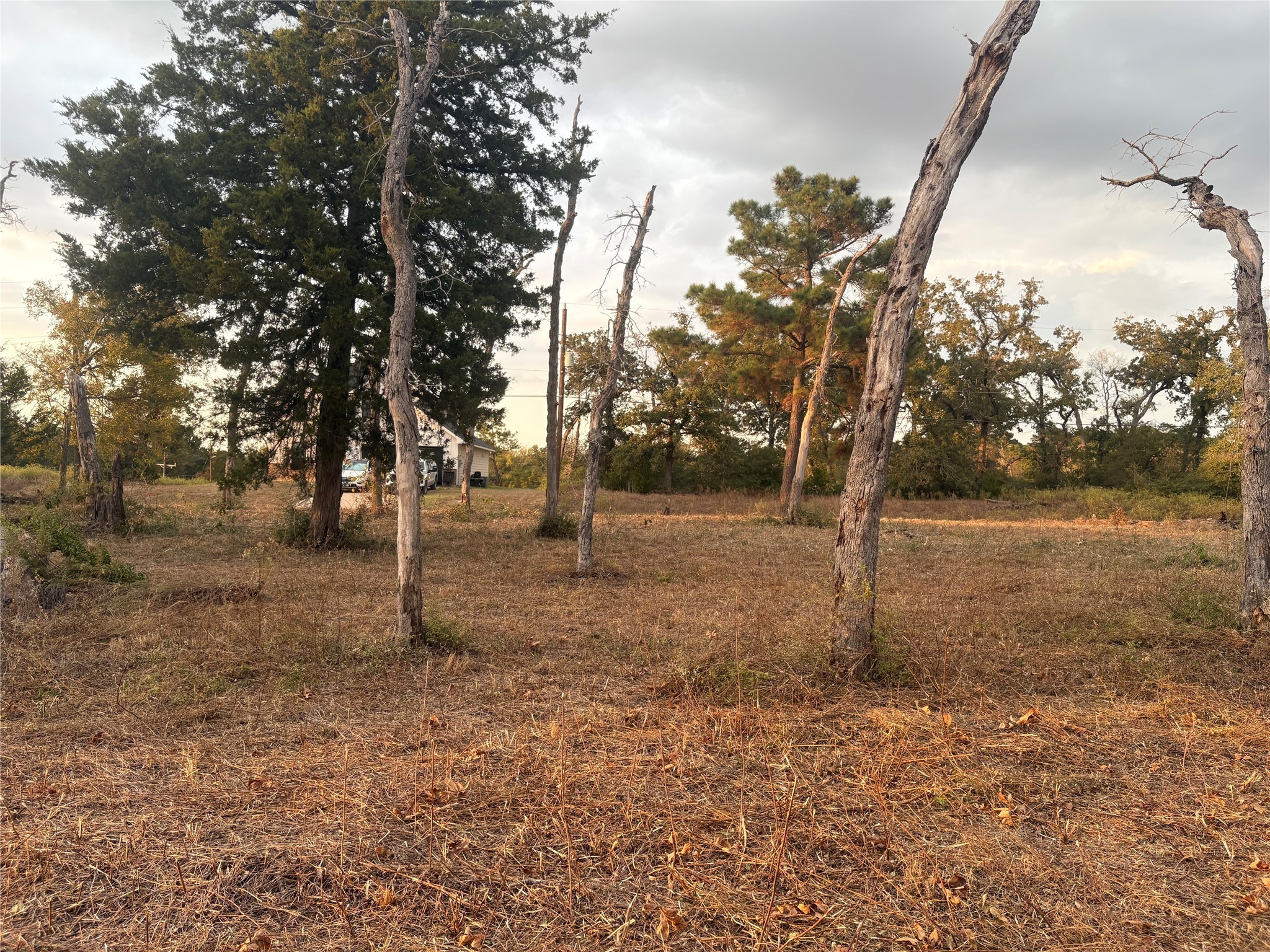 38417 Park View Drive Hempstead, TX 77445 - Photo 14 of 26 a view of a tree in the middle of a yard
