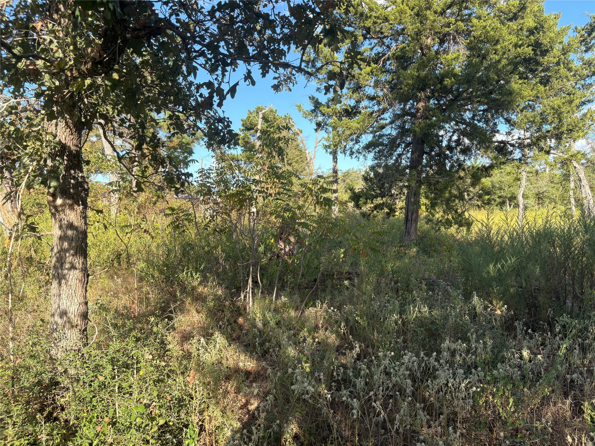 38417 Park View Drive Hempstead, TX 77445 - Photo 3 of 26 a view of a yard